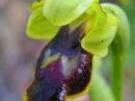 Ophrys fusca